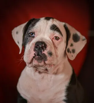 澳洲幸运5权威官方平台